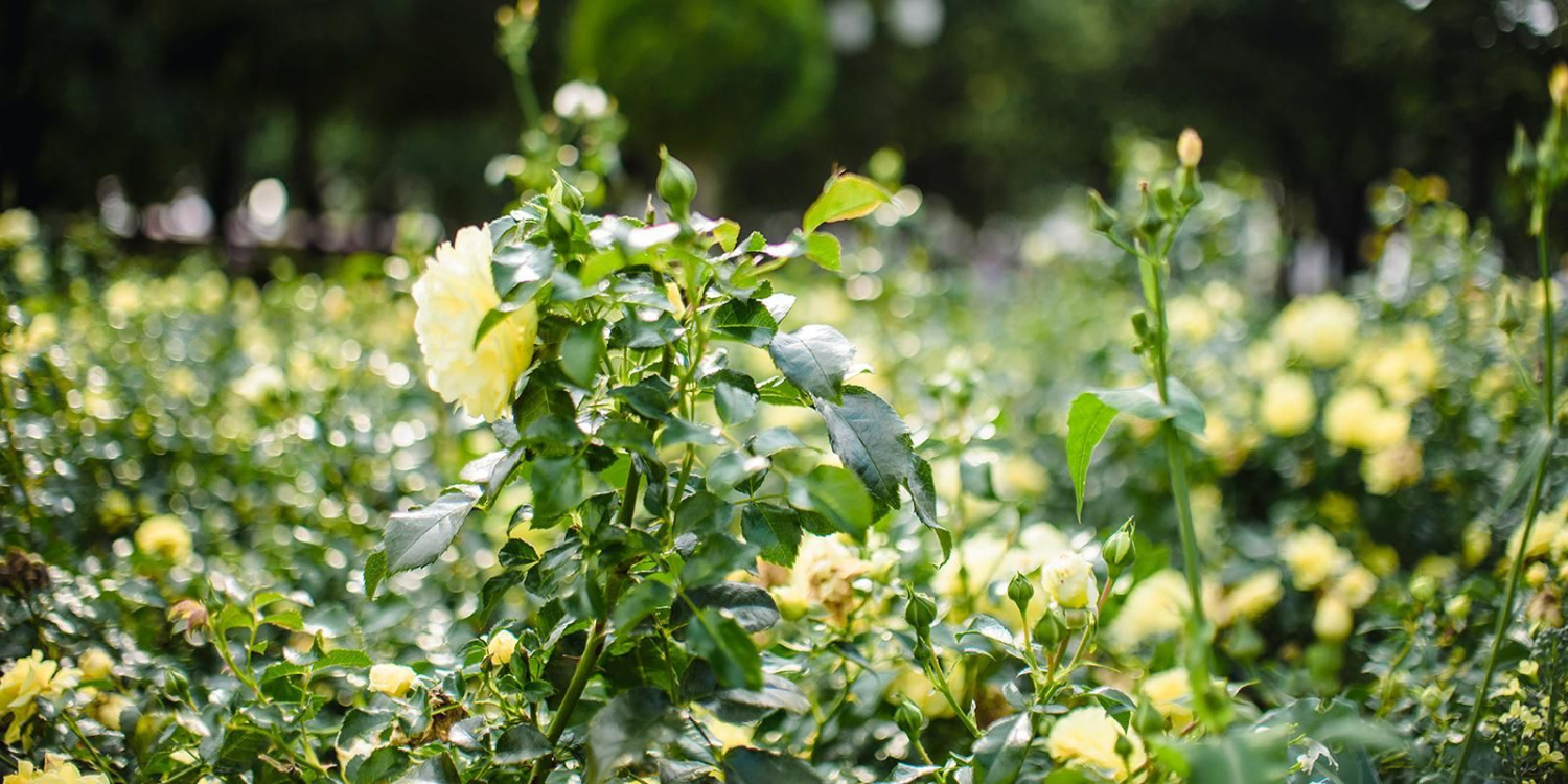 Сад благодарности