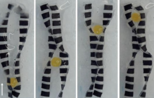 Роботизированное устройство для имитации мышечных сокращений пищевода (США)