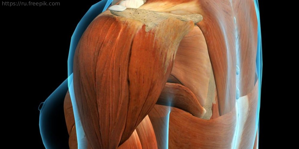 Запись лекции «Эндопротезирование плечевого сустава: от многооскольчатых переломов до хронической боли в плечевом суставе» 5 февраля