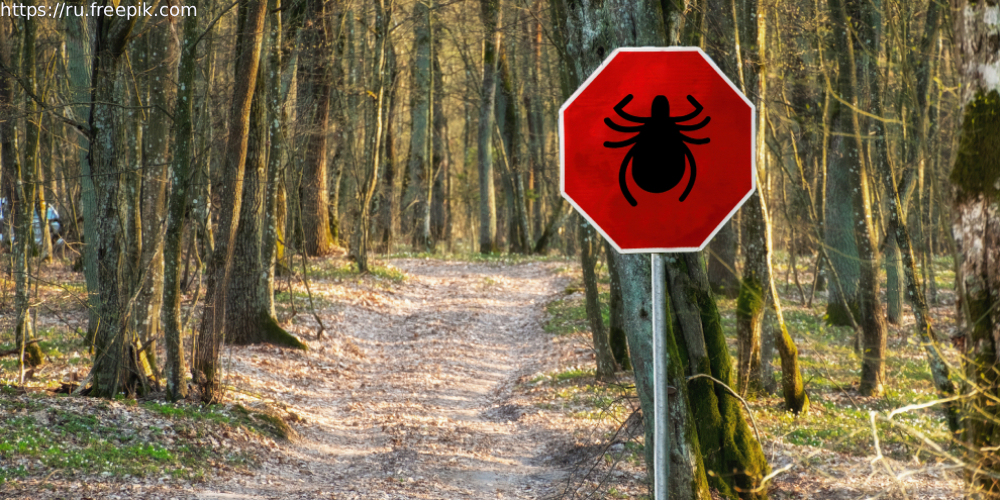 Клещевой энцефалит: история вопроса, диагностика, профилактика