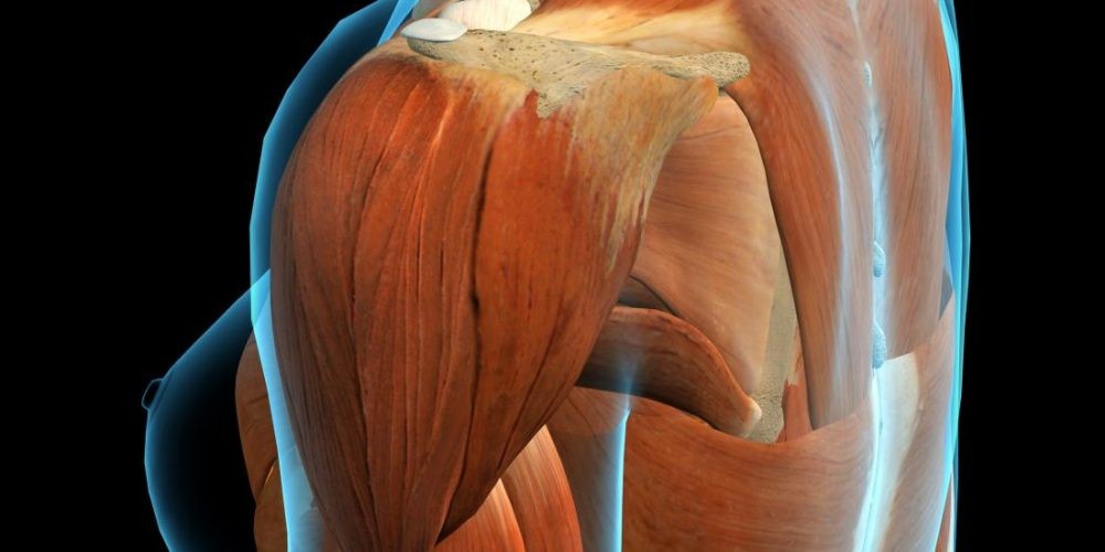 Запись лекции «Эндопротезирование плечевого сустава: от многооскольчатых переломов до хронической боли в плечевом суставе» 5 февраля