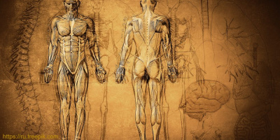 Онлайн-семинар «Ведущие факторы риска при коморбидной патологии, возможности фармакотерапии» 22 октября в 14:00